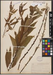 Foto von Salix cordata Michx. x Salix sericea Marshall
